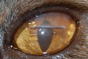 Sechestrarea corneei la pisici, tratamentul sechestrării corneei la pisici, departamentul oftalmologie