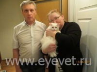 Корнеальна секвестр у кішки - лікування операційним методом
