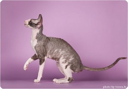 Cornish rex, fotografii ale Cornish Rex