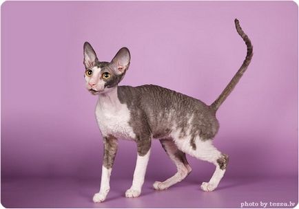 Cornish rex, fotografii ale Cornish Rex