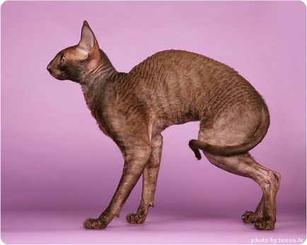 Cornish rex, fotografii ale Cornish Rex