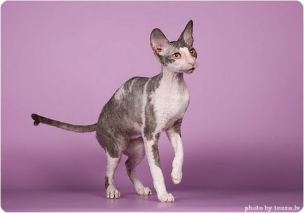 Cornish rex, fotografii ale Cornish Rex