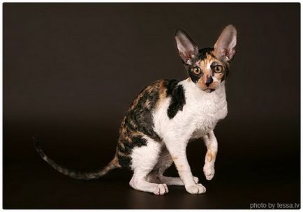 Cornish Rex, Cornish Rex képek (fotó Cornish Rex) Cornish Rex, Cornish Rex képek