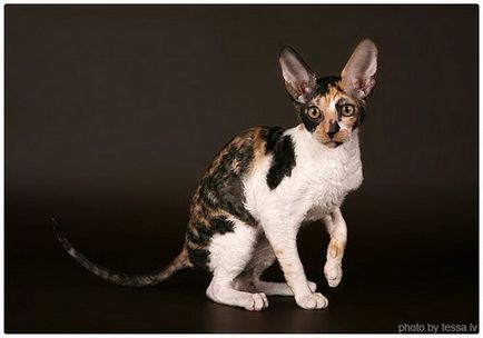 Cornish rex, fotografii ale Cornish Rex