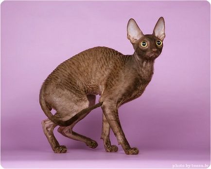 Cornish rex, fotografii ale Cornish Rex