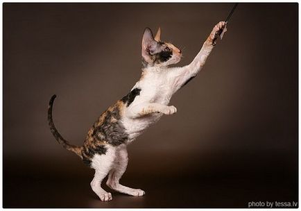 Cornish rex, fotografii ale Cornish Rex