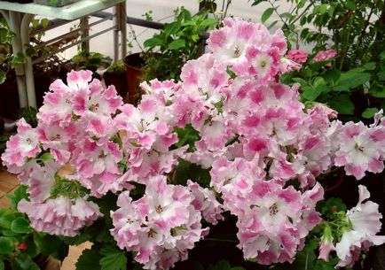 Royal muskátli termény buja virágzás, ellátás és a szaporodás Pelargonium, a királyi napló