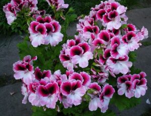 Royal muskátli termény buja virágzás, ellátás és a szaporodás Pelargonium, a királyi napló (ellátás) Royal muskátli termény buja virágzás, ellátás és a szaporodás Pelargonium, a királyi napló