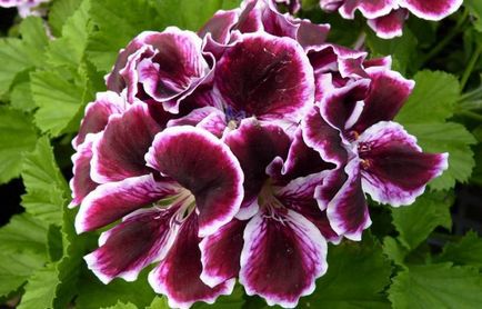 Tăierea de geraniu regal pentru înflorirea, îngrijirea și reproducerea luxuriantă a pelargoniumului, jurnalul regelui