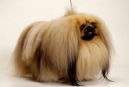 Descrierea reginei Pekingese a rasei, caracterul, particularitățile conținutului, piticul pekinese