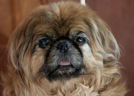 Descrierea reginei Pekingese a rasei, caracterul, particularitățile conținutului, piticul pekinese