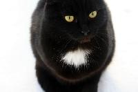 Pisica neagra - sân alb