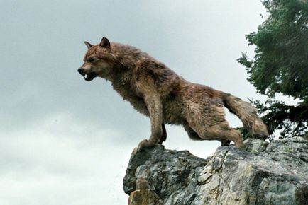 Macska és Wolf (Irina Majboroda) (cat) Macska és Wolf (Irina Majboroda)