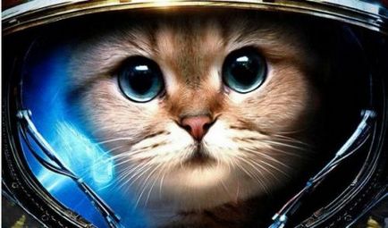 Cat - felisetta űrhajós, a tudomány minden egyszerű szavak