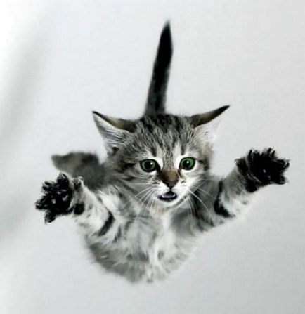 Кішка-парашутист як убезпечити свого вихованця