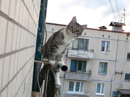 Кішка-парашутист як убезпечити свого вихованця