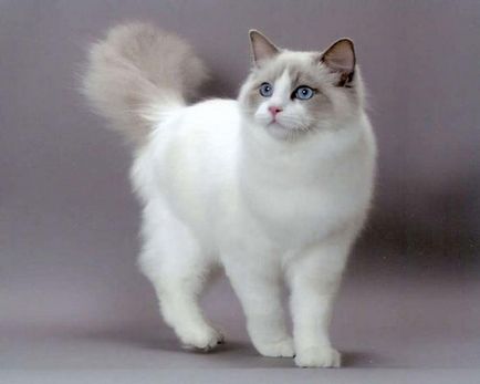 Кішка регдолл - опис породи, фото, відгуки, характер, забарвлення