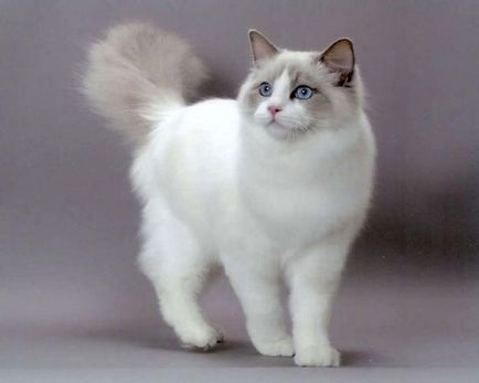 Ragdoll macska - fajta leírás, fényképek, értékelések karakter színben (cat) Ragdoll macska - fajta leírás, fényképek, értékelések karakter, színek