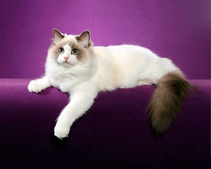 Ragdoll macska - fajta leírás, fényképek, értékelések karakter színek (leírás) Ragdoll macska - fajta leírás, fényképek, értékelések karakter, színek