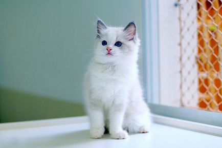 Ragdoll macska - fajta leírás, fényképek, értékelések karakter színben (cat) Ragdoll macska - fajta leírás, fényképek, értékelések karakter, színek