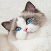 Кішка регдолл - опис породи, фото, відгуки, характер, забарвлення
