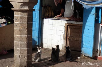 macskák Marokkó