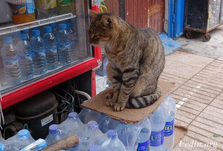 macskák Marokkó