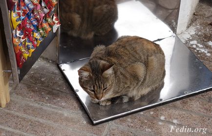 Marokkó cat (macska) macskák Marokkó