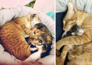 Tatăl Cat sprijină mama care dă naștere unei pisici, cucerește inimile, e