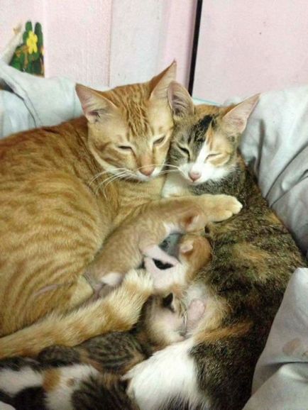 Tatăl Cat sprijină mama care dă naștere unei pisici, cucerește inimile, e