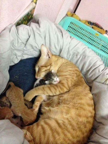 Кот батько підтримує народжує кішку маму, підкорює серця, e