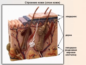 Pielea umană, infobeby