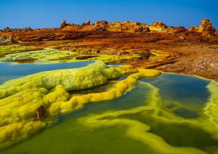 Красива і різнобарвна ефіопія, фото новини