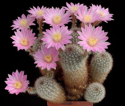 Frumusețea cactusilor înfloriți