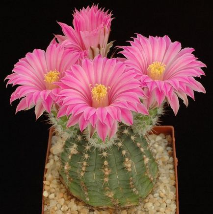 Frumusețea cactusilor înfloriți
