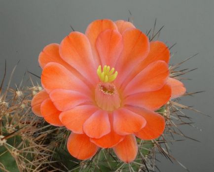 Beauty virágzó kaktusz (Encyclopedia. Encyclopedia. Anyaga az előadás) Beauty virágzó kaktusz