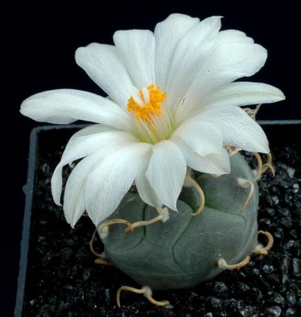 Beauty virágzó kaktusz (Encyclopedia. Encyclopedia. Anyaga az előadás) Beauty virágzó kaktusz