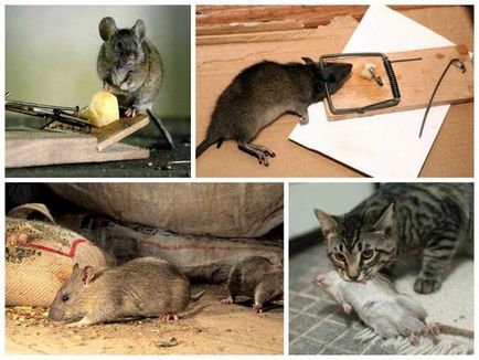 A patkányok a tyúkól, hogyan védhetik meg magukat a hitvány rágcsálók és rombolók