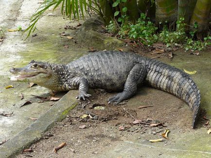 Crocodil caiman (caiman crocodilus) - exolife, totul despre reptile