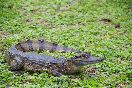 Crocodil caiman (caiman crocodilus) - exolife, totul despre reptile