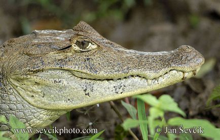 Крокодиловий кайман (caiman crocodilus) - exolife, все про рептилій