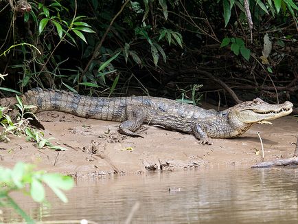 Крокодиловий кайман (caiman crocodilus) - exolife, все про рептилій