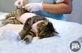 Sângele la o pisică după naștere este un semn al unei complicații sau al unui fenomen normal al vieții animale
