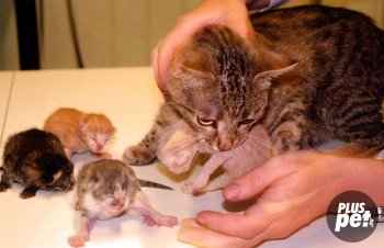 Sângele la o pisică după naștere este un semn al unei complicații sau al unui fenomen normal al vieții animale