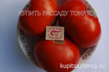 Cumpără răsadurile de roșii - tomate
