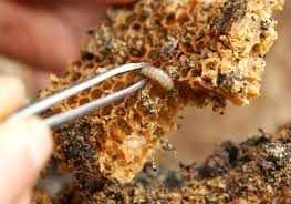 Cumpărați o molie de ceară din tuberculoză (foc), miere uscată