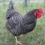 Chicken Beefelder rasa, descriere, fotografii și video