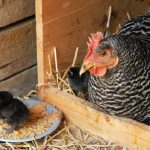 Chicken Beefelder rasa, descriere, fotografii și video