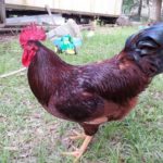 Csirkék bilefelder fajta, leírás, képek és videó
