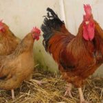 Csirkék bilefelder fajta, leírás, képek és videó